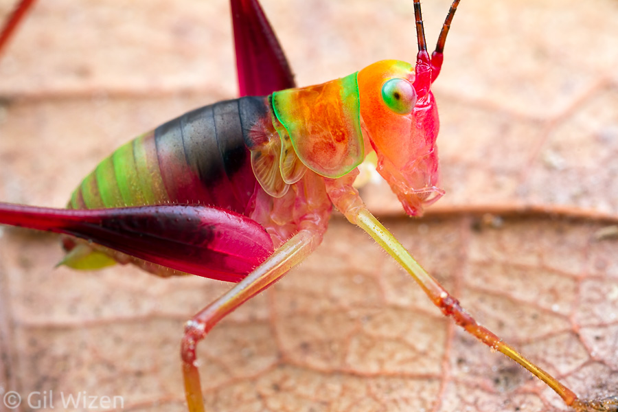 Candy-colored katydid nymph. Amazon Basin, Ecuador