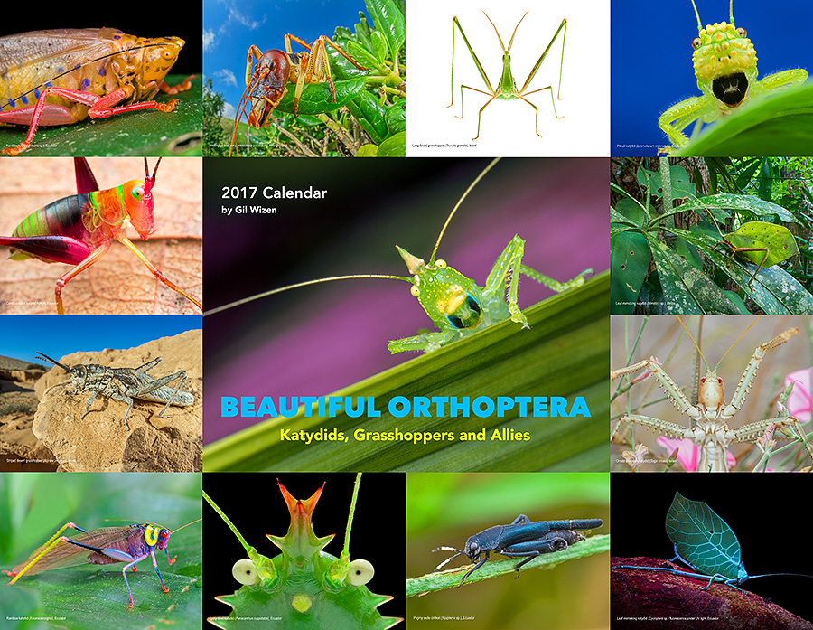 Beautiful Orthoptera 2017 calendar