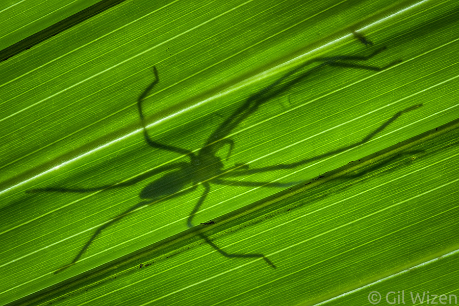 Huntsman spider (Anaptomecus sp.) hiding under a leaf