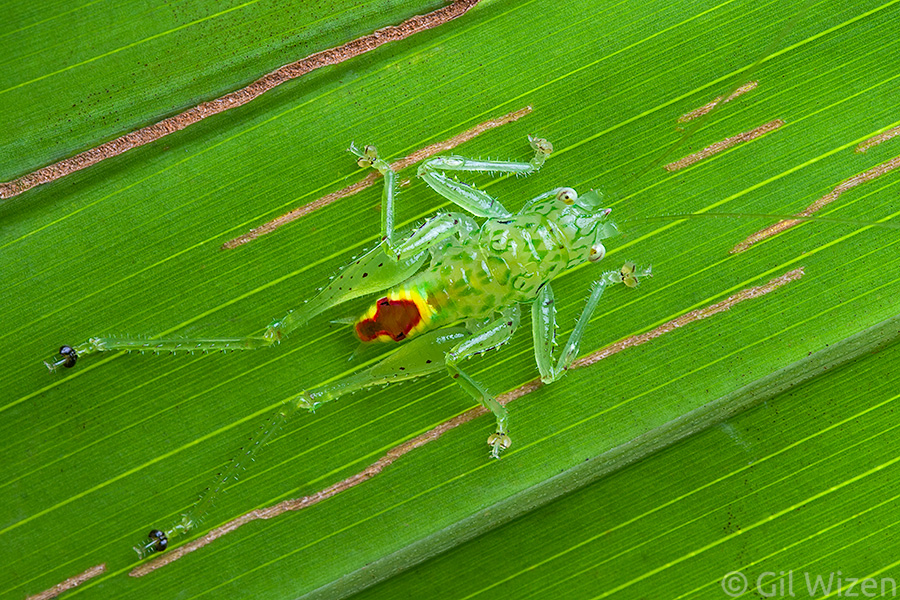 Rainbow katydid nymph (Vestria sp.) camouflaged on a leaf. Amazon Basin, Ecuador