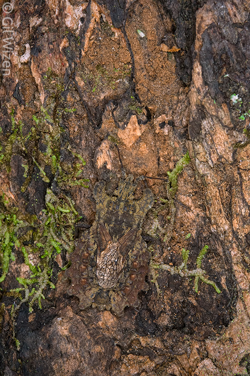 Bark bug (Dysodius lunatus) camouflaged on a fallen log