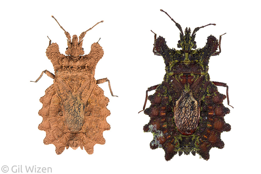 Bark bugs (Dysodius spp.) from Belize (left) and Ecuador (right) demonstrating different coloration and textures of the body surface.