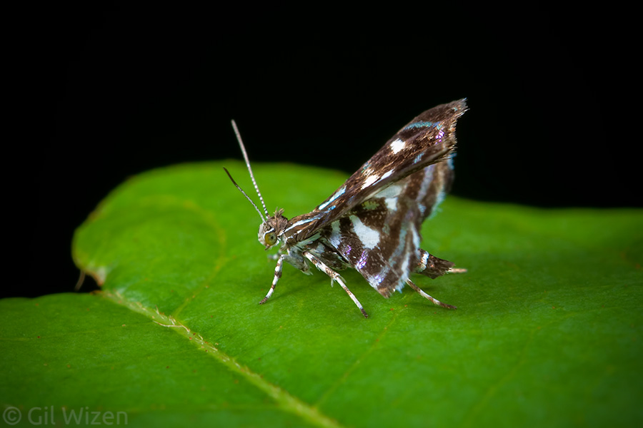 Metalmark moth (Brenthia hexaselena) displaying its typical body posture, with wings raised like a peacock's tail.