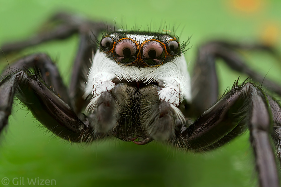 Portrait of a jumping spider (Phiale formosa). It is a little difficult to see the resemblance to the moth's wing patterns, but the important thing is that it works to the moth's benefit.
