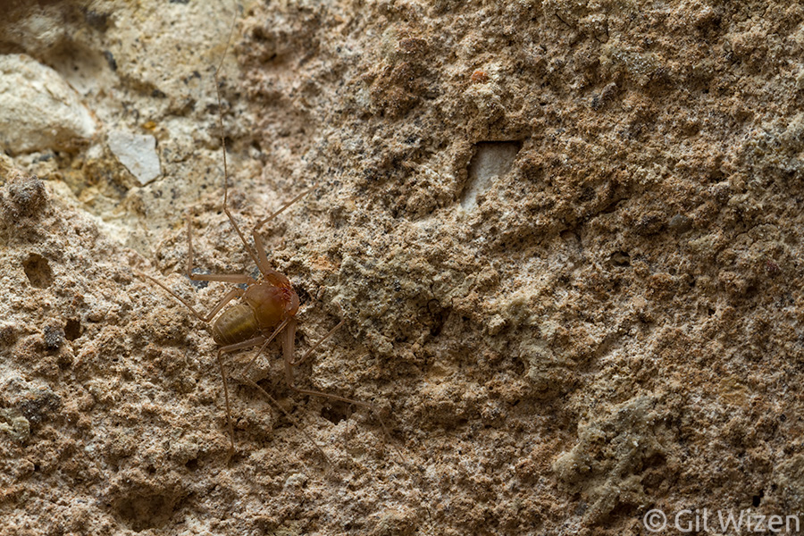 A juvenile of Charinus israelensis walking on the wall in one of the caves