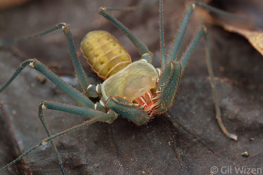 A freshly molted Charinus israelensis shows spectacular coloration