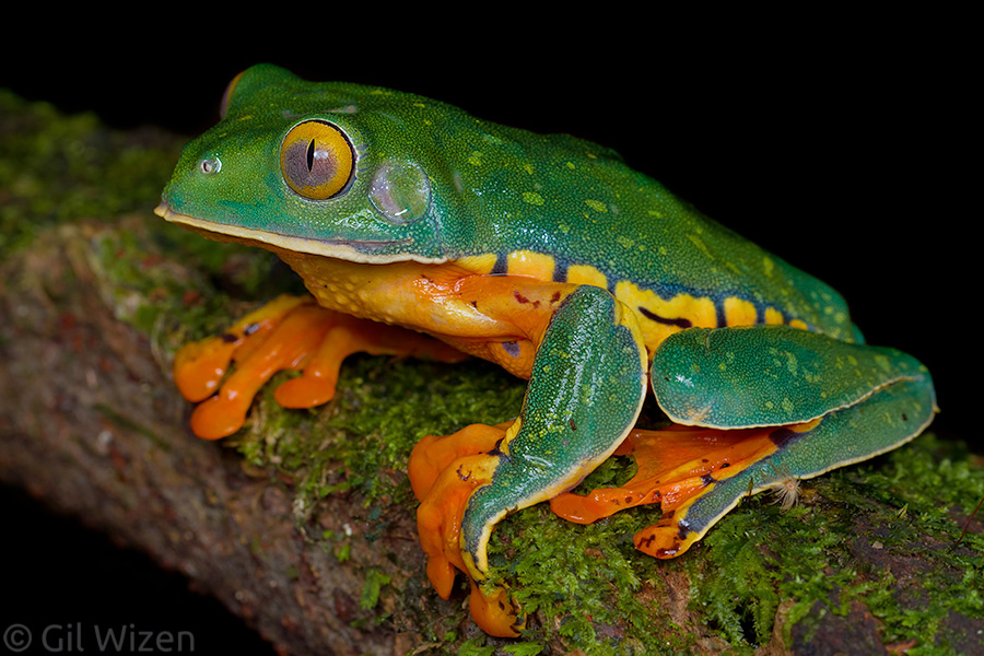 Isn't it gorgeous? It is hard not to fall in love with these tree frogs.