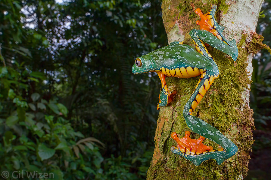Fringe tree frog (Cruziohyla craspedopus) preparing to jump into the rainforest vegetation