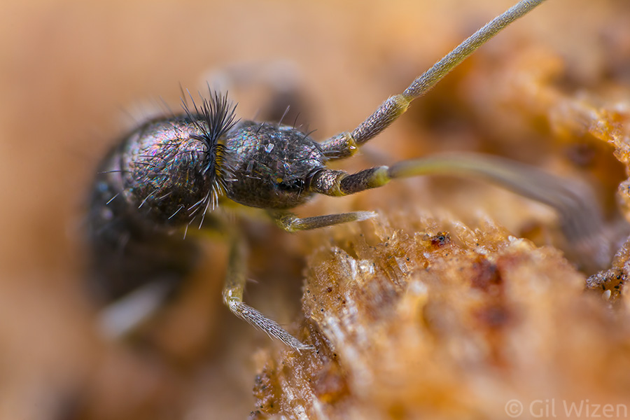 Springtail found in decaying wood
