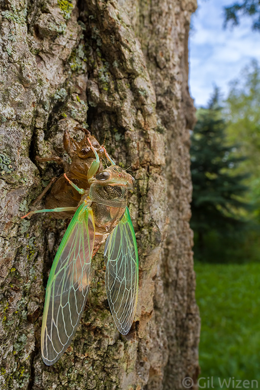 Dog day cicada (Neotibicen canicularis) molting to its adult stage