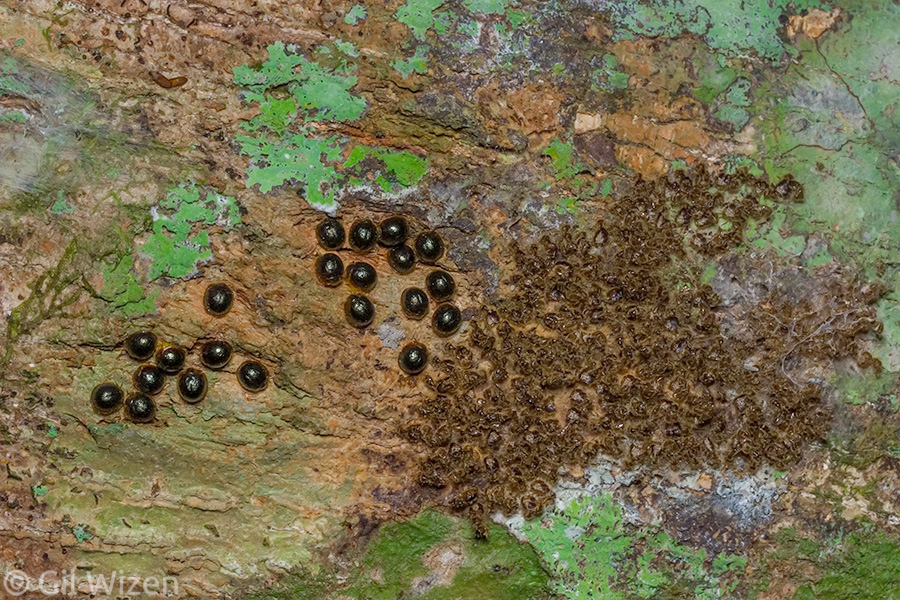 Darkling beetles (Nilio sp.) aggregating next to pupation site