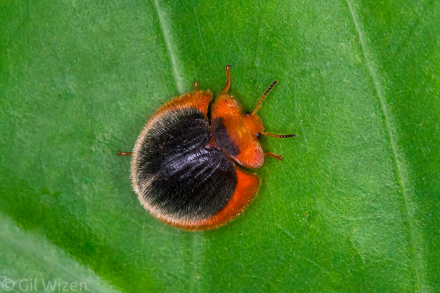 This is not a leaf beetle but a darkling beetle (Nilio sp.)