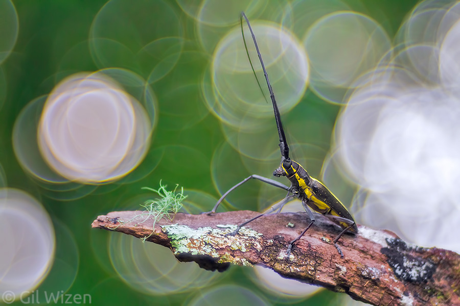 This photo of a longhorn beetle (Taeniotes scalatus) from Costa Rica shows a negative outcome of the Trioplan characteristics. Too many specular highlights in the background, and your photo might end up like this - a "beautiful" mess.