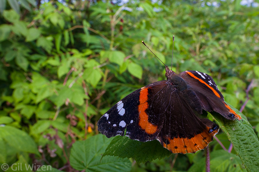 Red admiral (Vanessa atalanta) basking in the sun. This photo was taken in natural light.