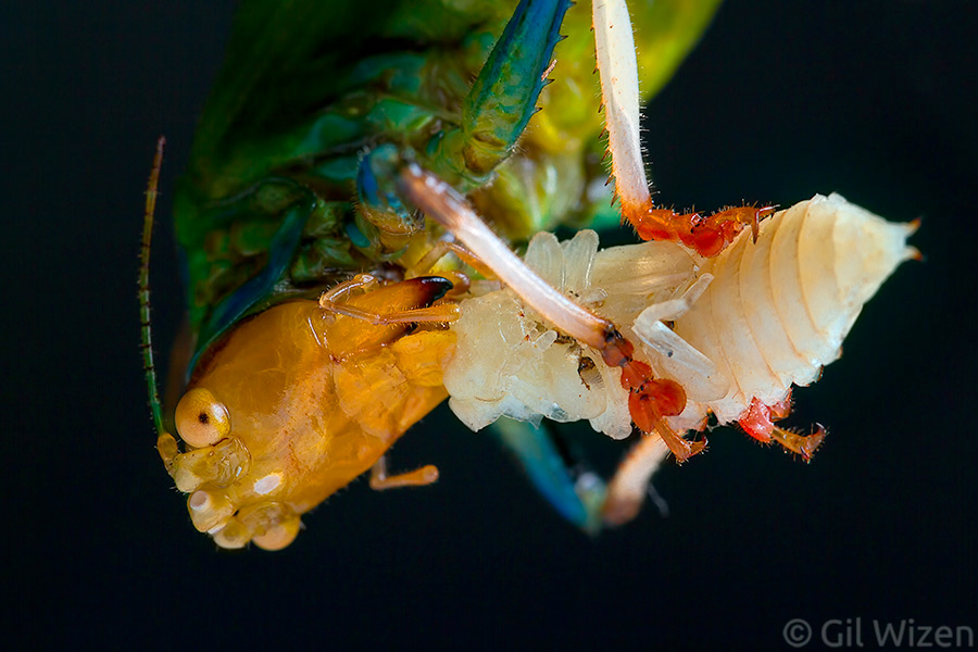 Rainbow katydid (Vestria sp.) feeding on a beetle pupa. When given a chance they will always prefer a protetin-based diet.