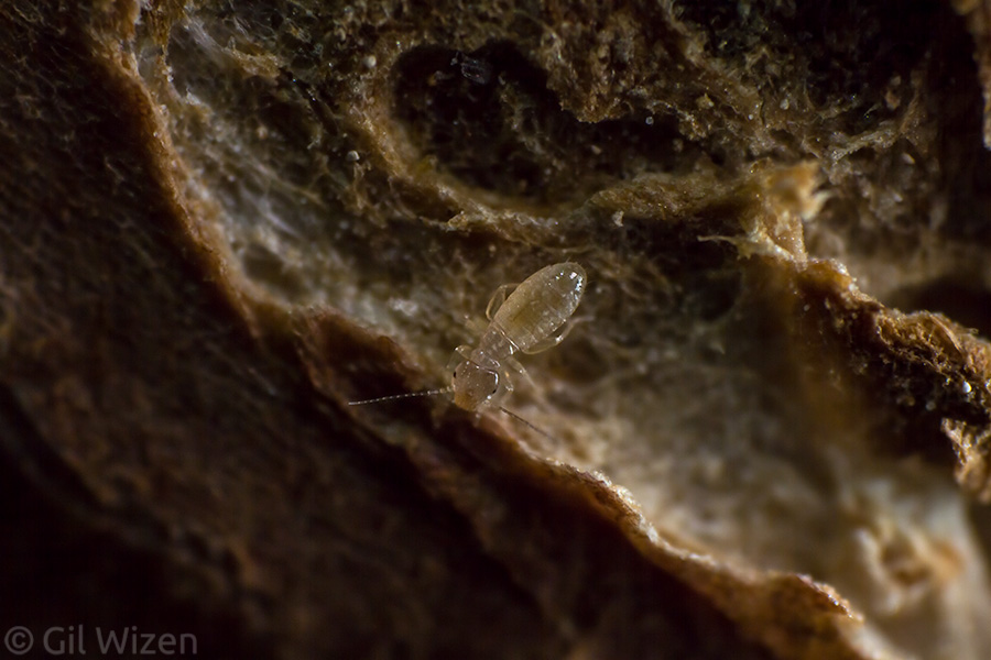 A tiny (0.8mm) psocopteran wandering through an alien landscape that is a sweet potato.