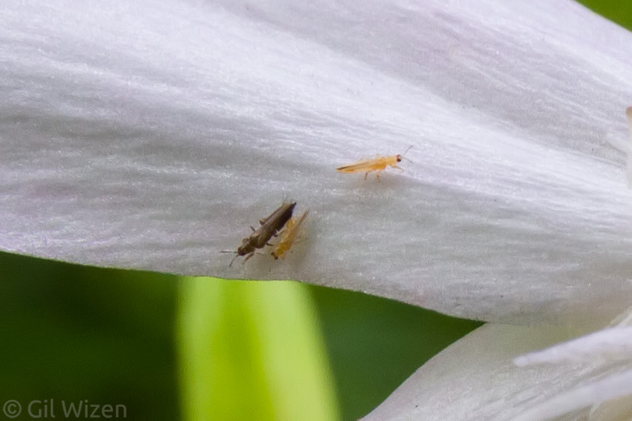 100% crop of the above image. The lens captured detail of tiny thrips crawling on the petals. Impressive! 
