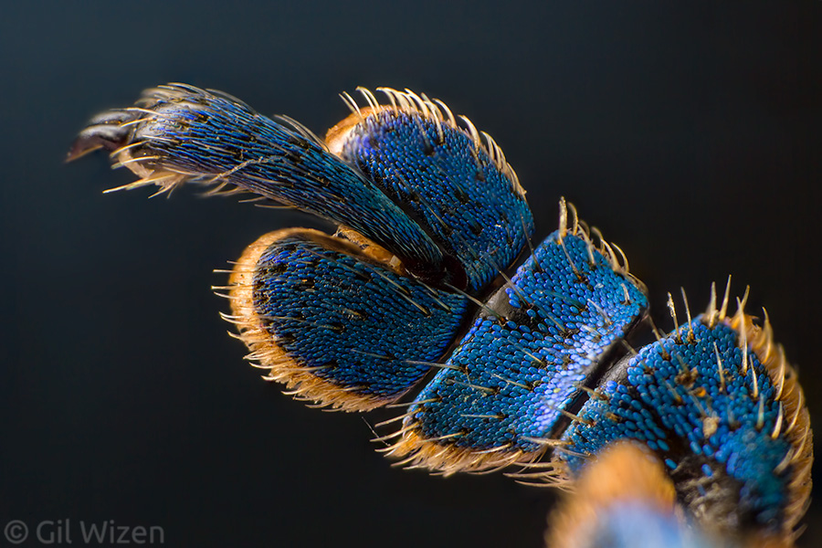 Blue scales on the leg tarsus of an Entiminae weevil (Eupholus linnei) from Indonesia
