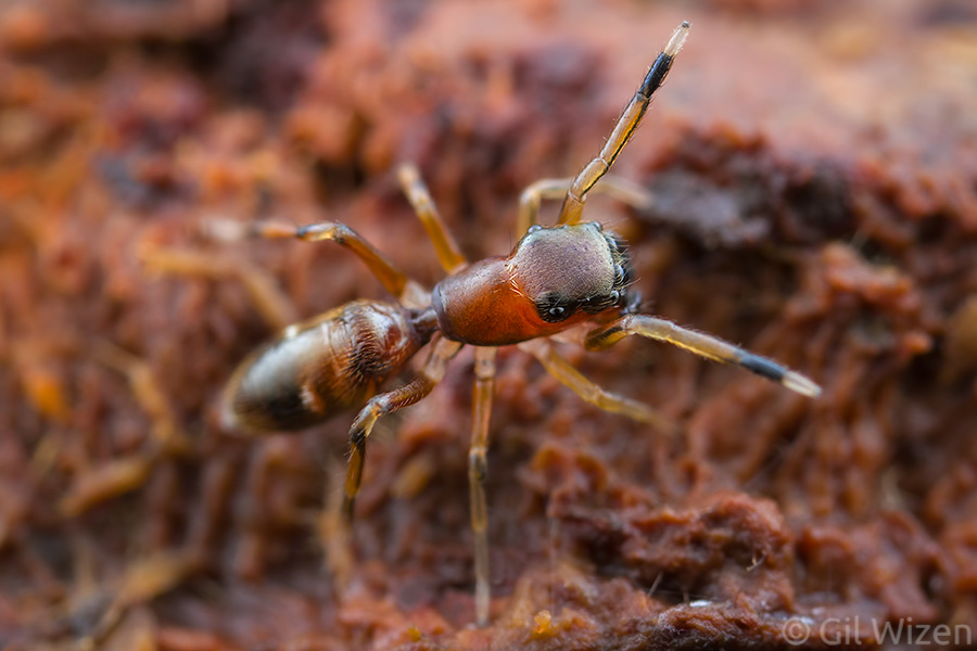 Female ant-mimicking jumping spider (Myrmarachne formicaria) masquerading as an ant