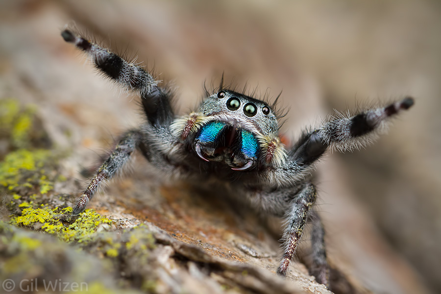 Female jumping spider (Phidippus insignarius) displaying