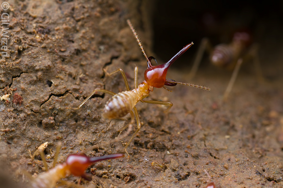Armed nasute termite soldiers (Rhynchotermes perarmatus) crawling out to defend the workers