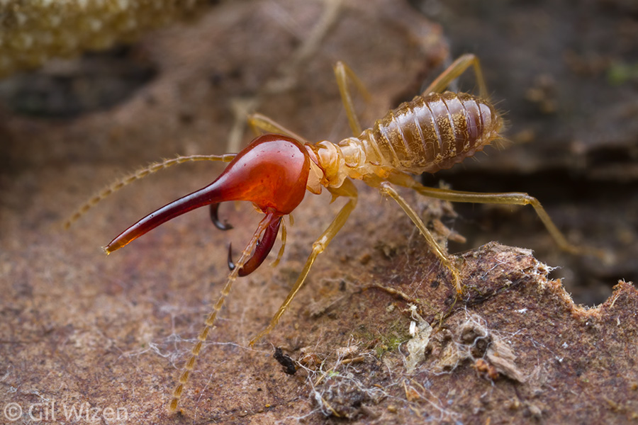 Armed nasute termite soldier (Rhynchotermes perarmatus)