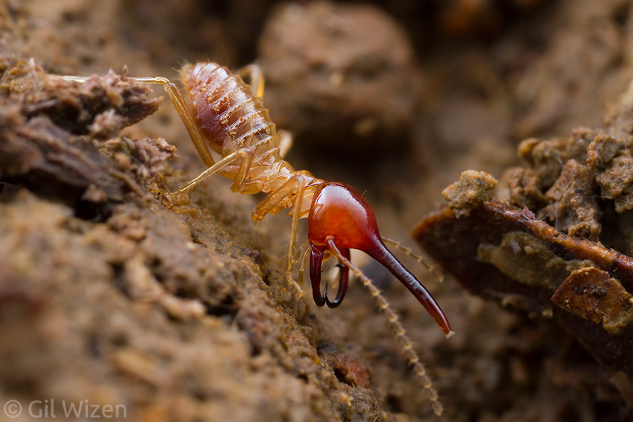 Armed nasute termite soldier (Rhynchotermes perarmatus). Combining elements from both nasute and mandibulate termites!