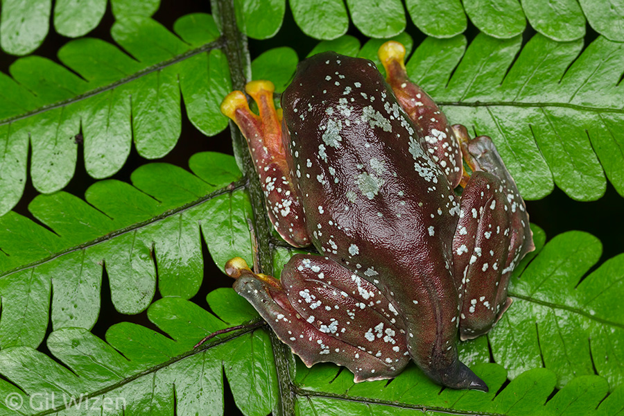 Fringe tree frog metamorph (Cruziohyla craspedopus) in the process of absorbing its tail