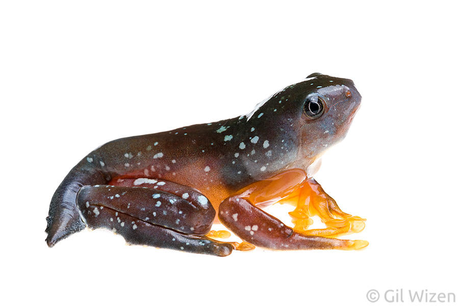 Amphibian metamorphs can sometimes look like weird animals... not very froggy