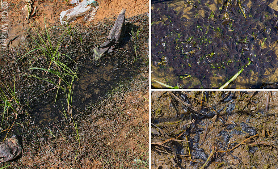 A classic ecological trap for amphibians: a puddle in the process of drying out, containing hundreds of tadpoles. The next day they were all dead. Photographed in Israel