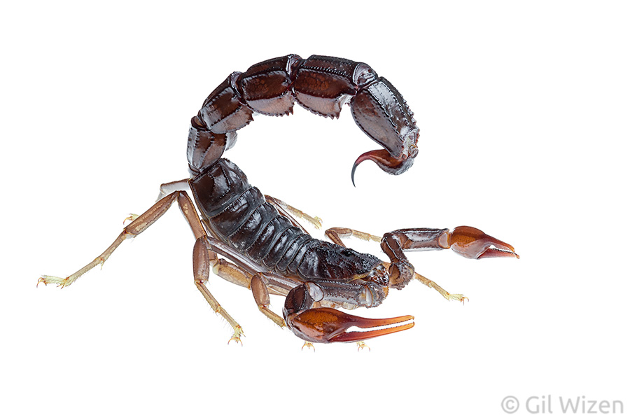 Arabian fat–tailed scorpion (Androctonus crassicauda), with thick tail and pincers. This is a medically significant species with potent venom.