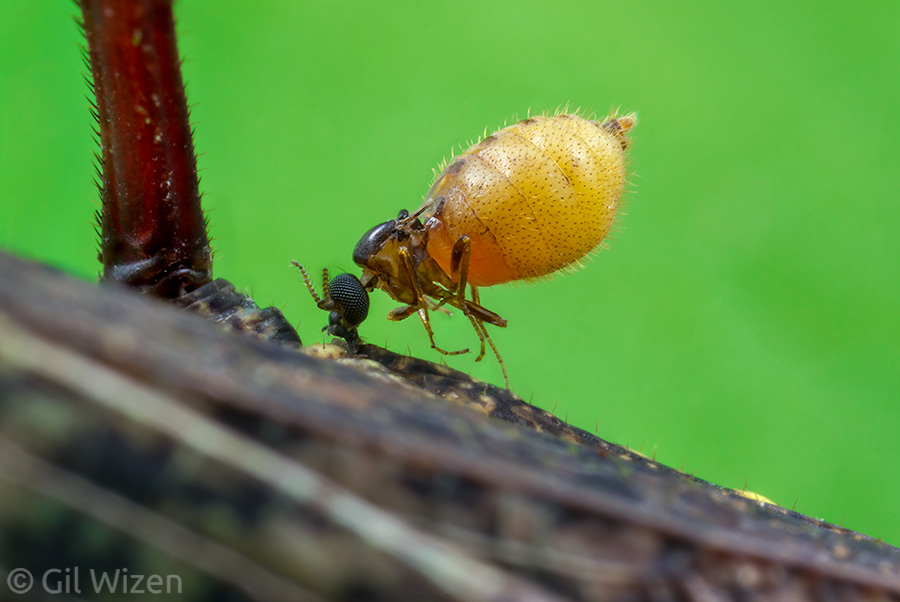 Female tick fly (Forcipomyia sp.) at the final stage of feeding. Her legs released their grip on the host and at this point the midge has fully transformed into a passive parasite that looks like a balloon.