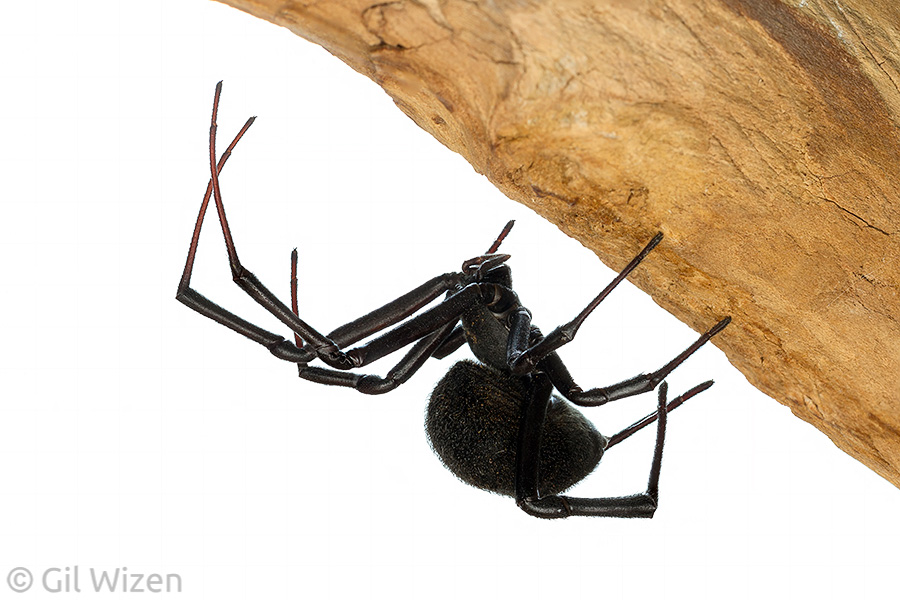 Mediterranean black widow spider (Latrodectus tredecimguttatus) from Israel. Widow spiders are shy and usually keep to themselves.