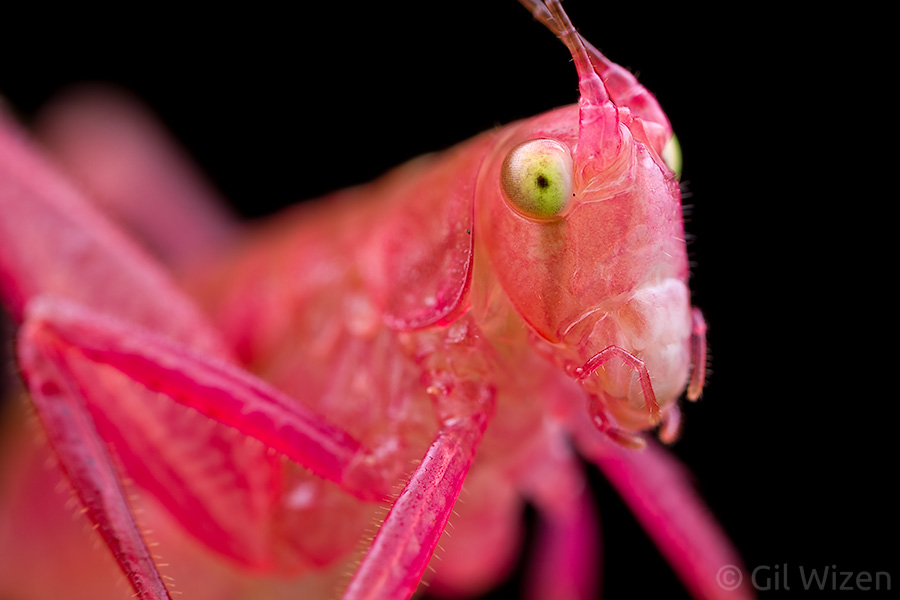 Portrait of a katydid nymph with erythrism (intense pink coloration)