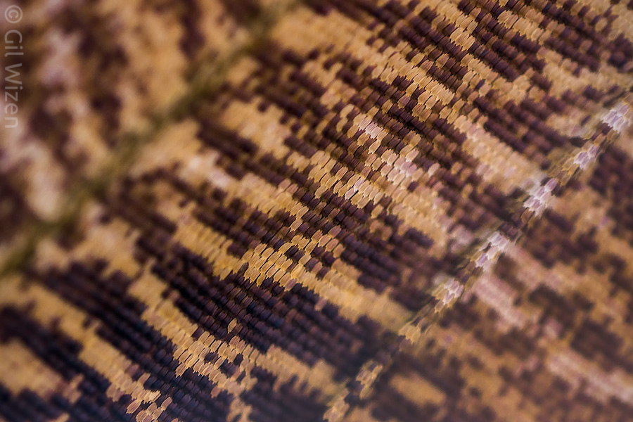 Closeup on the wing scales of a brassolid butterfly, coming at an angle results in a shallow depth of field.