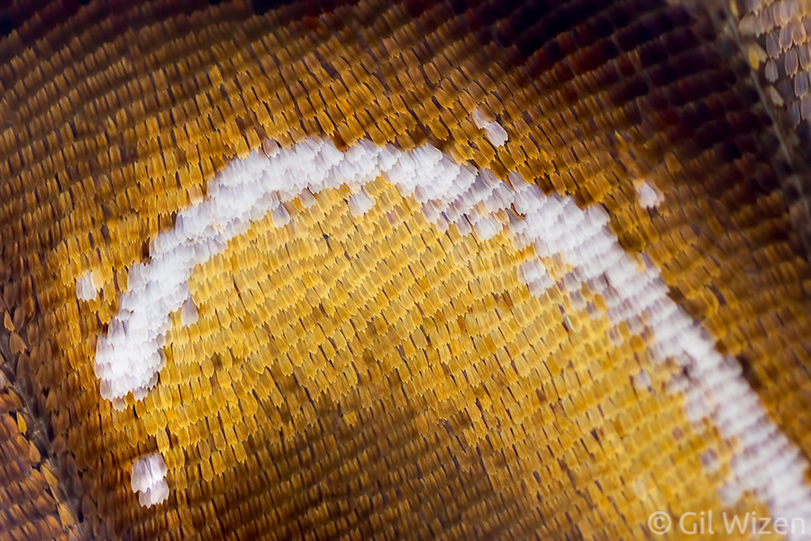 Closeup on the wing scales of a brassolid butterfly