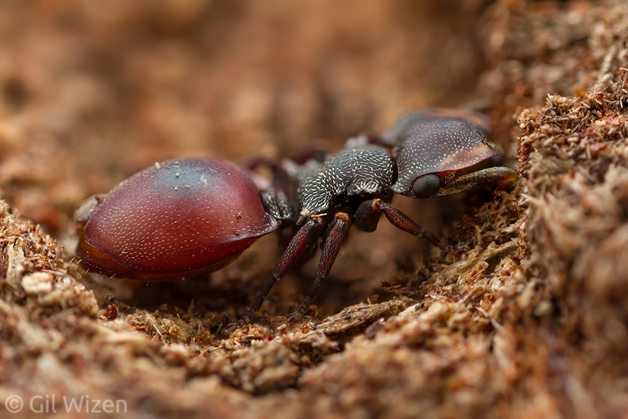 Turtle ant (Cephalotes sp.) infected with a parasitic nematode worm, showing a swollen red abdomen. Compare to the healthy worker in the previous photo.