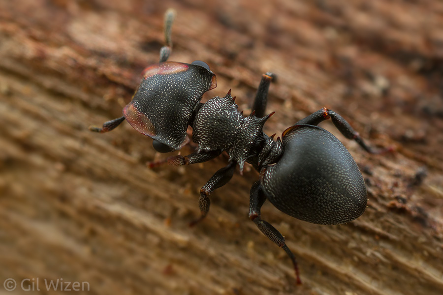 Turtle ant (Cephalotes sp.) from Colombia. How adorable!