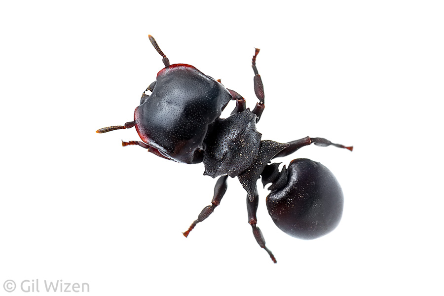 The same turtle ant soldier (Cephalotes sp.) from the previous photo. These ants are built like tanks.