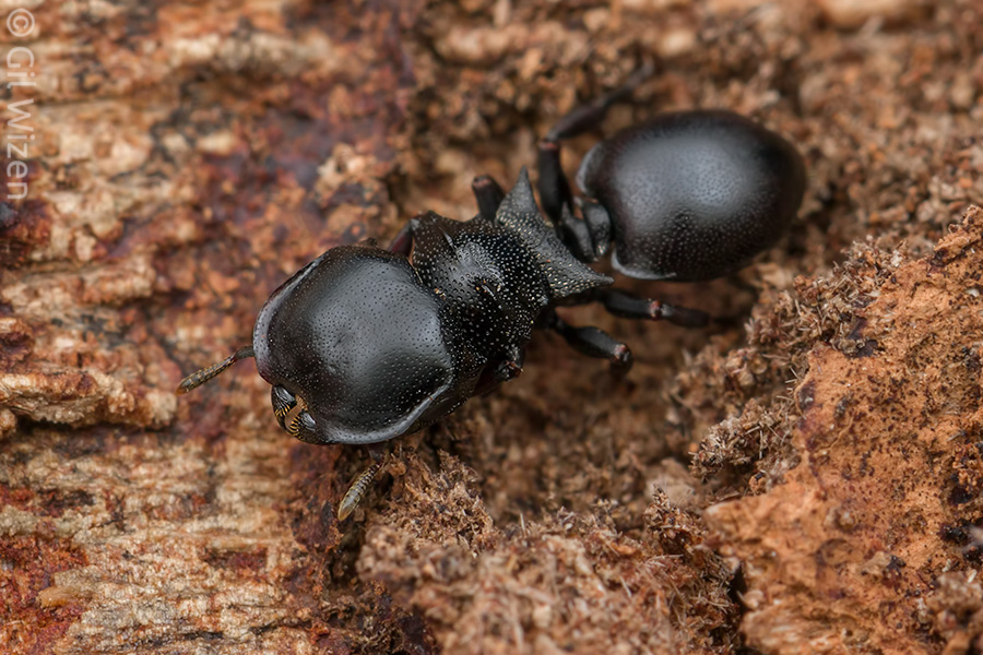 Turtle ant soldier (Cephalotes sp.) from Colombia, showing a heavily armored body and a massive head
