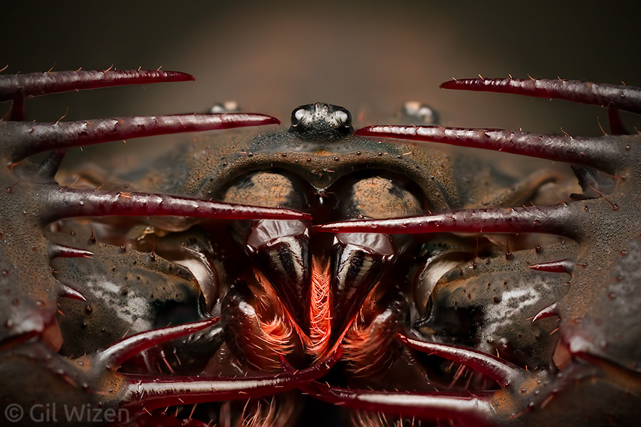 "Behind Bars" - A deep focus-stacked portrait of a whip spider (Heterophrynus armiger)