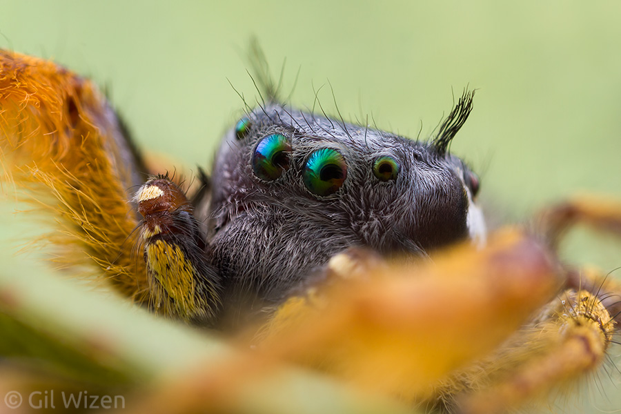 Portrait of a male jumping spider (Phidippus arizonensis)
