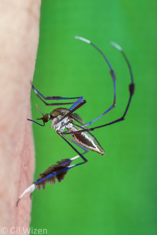 Sabethes mosquito in mid-bite. Note the swelling abdomen, filling with blood