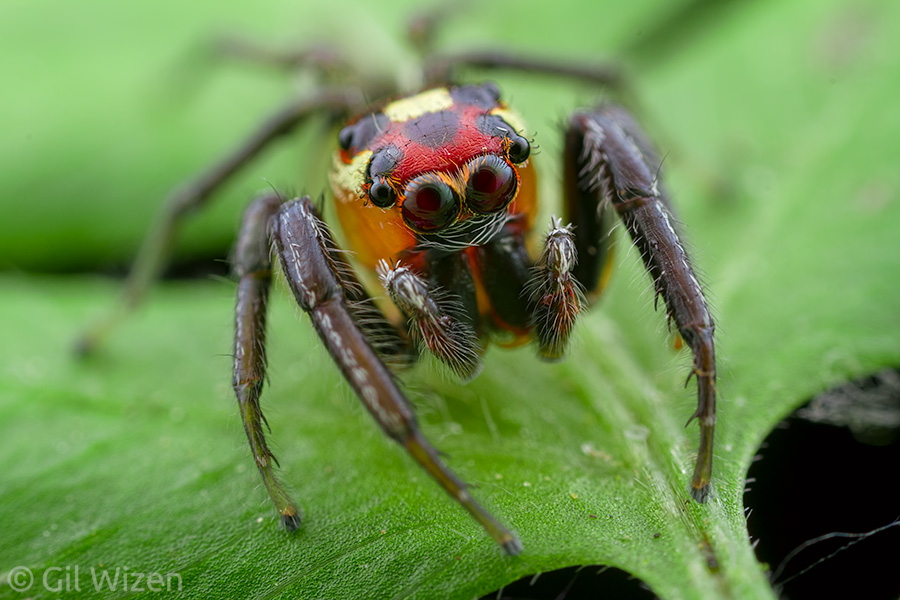 Male jumping spider (Thiodina sylvana). Spiders make excellent subjects for the Laowa 25mm f/2.8 2.5-5X lens.