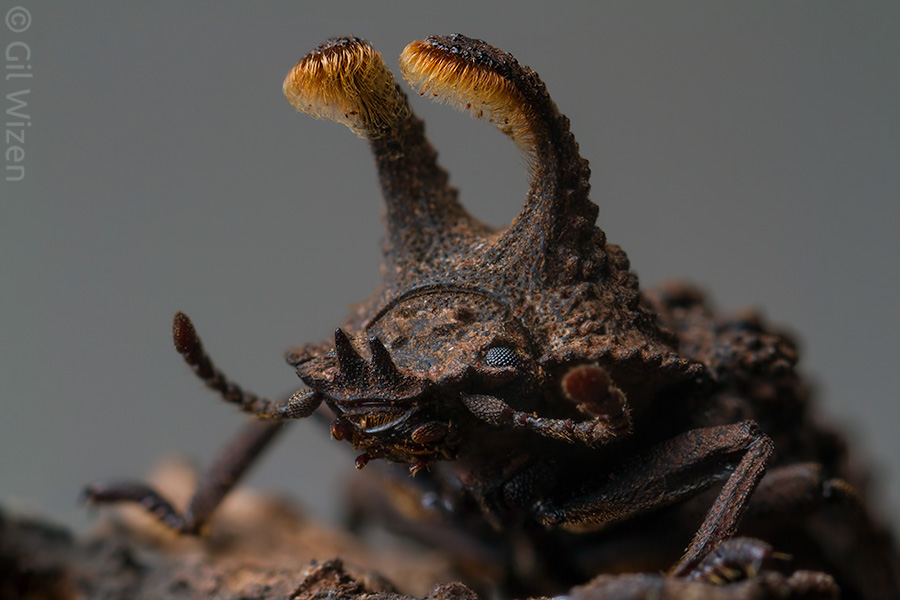Portrait of a male forked fungus beetle (Bolitotherus cornutus)