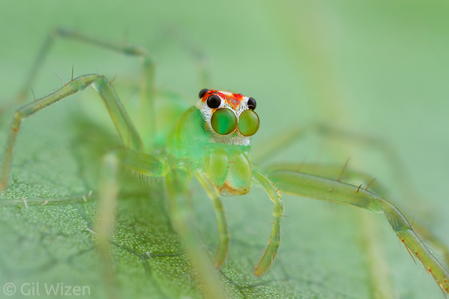 Green jumping spider (Lyssomanes sp.). The spider's pale color helps it to blend in with the leaf it is sitting on.