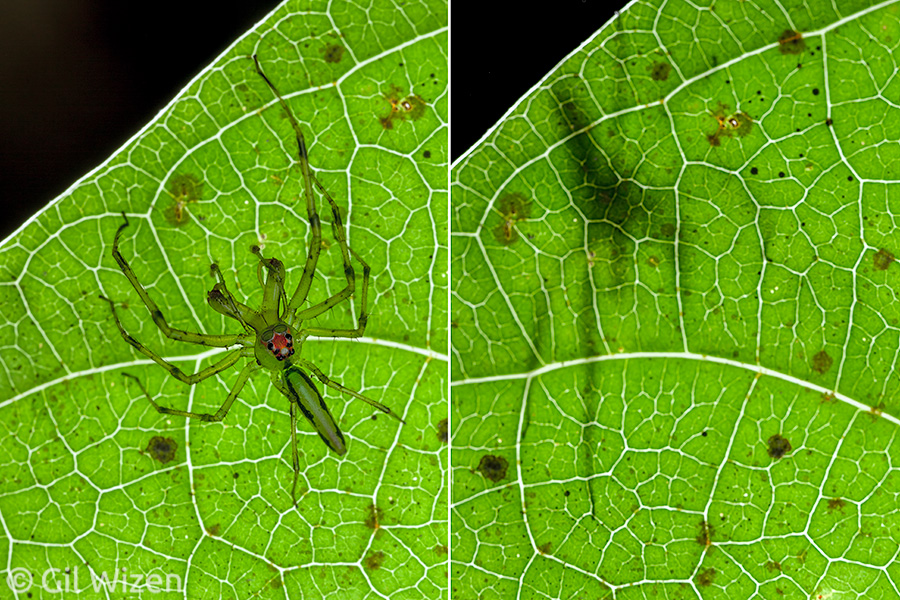 Snap! When startled, the green jumping spider (Lyssomanes sp.) swiftly moves to the other side of the leaf.