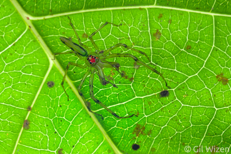 Male Lyssomanes spiders have long legs and pedipalps for signalling conspecifics, and often sport impressive chelicerae for fighting other males.