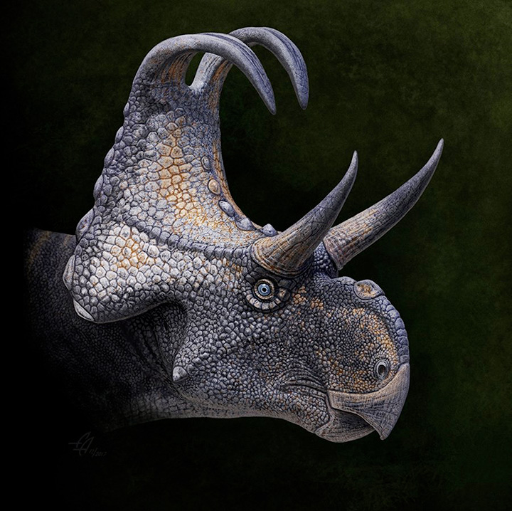 Portrait of Machairoceratops cronusi. Art by Andrey Atuchin, used with permission.