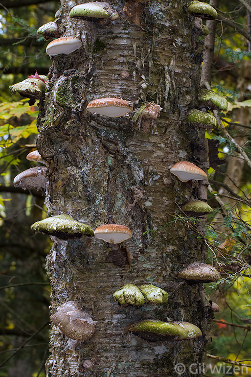 Bracket mushrooms (Fomitopsis betulina) growing on birch. Bolitotherus cornutus beetles prefer to feed on old mushrooms (dark-colored, coated with moss and algae in the photo) rather than fresh ones.